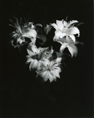 Black & White Still-Life Subjects